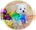 Small Photo #4 Bichon-A-Ranian Puppy For Sale in HAMMOND, IN, USA