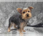 Small #3 Mutt