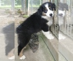 Small Photo #9 Australian Shepherd Puppy For Sale in EDDYVILLE, KY, USA