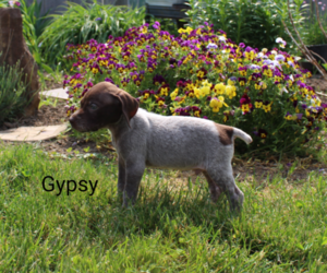 German Shorthaired Pointer Puppy for sale in RAGERSVILLE, OH, USA