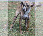 Small #1 Feist Terrier Mix