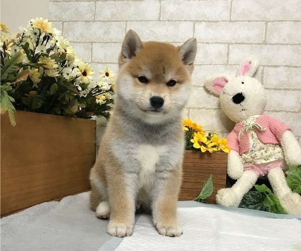 Medium Photo #5 Shiba Inu Puppy For Sale in MANHATTAN, NY, USA