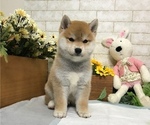 Small Photo #5 Shiba Inu Puppy For Sale in MANHATTAN, NY, USA