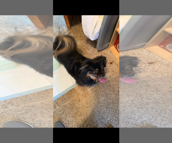 Medium Photo #1 Japanese Chin Puppy For Sale in New Orleans, LA, USA