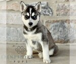 Small Gerberian Shepsky
