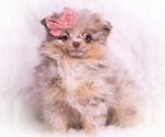 Small Photo #77 Pomeranian Puppy For Sale in WARSAW, IN, USA