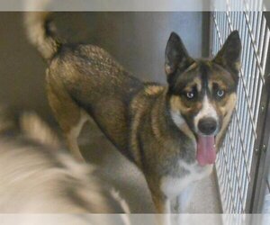 Siberian Husky-Unknown Mix Dogs for adoption in Orange, CA, USA