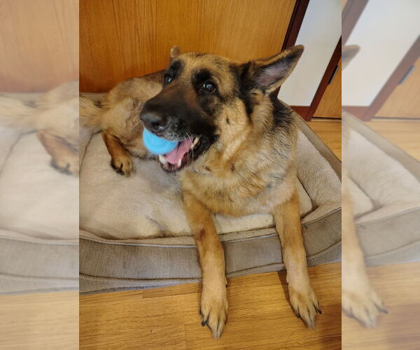 Medium Photo #1 German Shepherd Dog Puppy For Sale in Candler, NC, USA