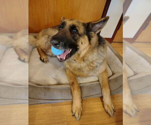 German Shepherd Dog Dogs for adoption in Candler, NC, USA