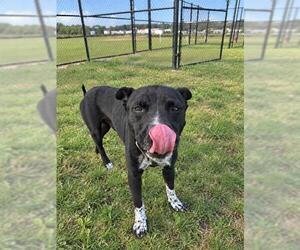 ALFIE - Male Labrador Retriever-Unknown Mix Dog for Adoption - Photo #2