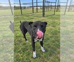 Small Photo #2 Labrador Retriever-Unknown Mix Puppy For Sale in Ocala, FL, USA