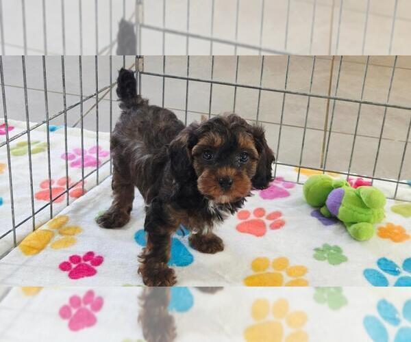 Medium Photo #11 Cavapoo (Miniature)-Poodle (Toy) Mix Puppy For Sale in ORO VALLEY, AZ, USA