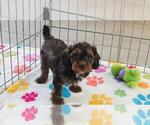 Alex - Male Cavapoo (Miniature)-Poodle (Toy) Mix Puppy for Sale - Photo #11