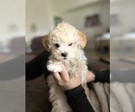Small Photo #4 Poodle (Toy) Puppy For Sale in SAN BERNARDINO, CA, USA