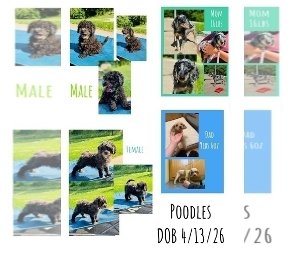 Medium Photo #1 Poodle (Miniature) Puppy For Sale in DUBUQUE, IA, USA