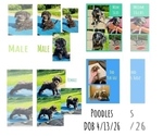 Image preview for Ad Listing. Nickname: pups