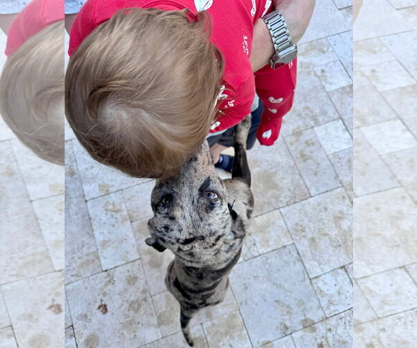 Medium Photo #15 Catahoula Leopard Dog-Unknown Mix Puppy For Sale in Germantown, OH, USA
