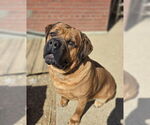 Small #2 Bullmastiff