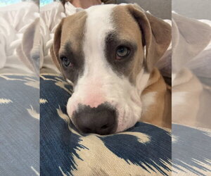Mutt Dogs for adoption in Orlando, FL, USA