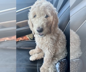 Goldendoodle Puppy for sale in WALNUT CREEK, CA, USA