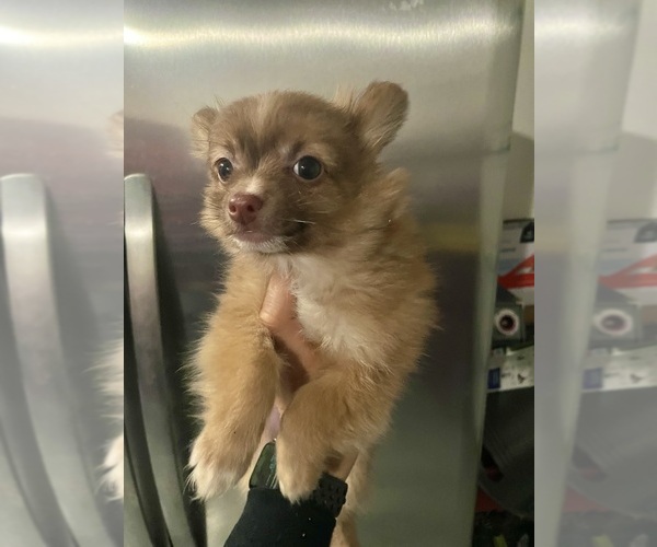 Medium Photo #4 Chiranian Puppy For Sale in CRESTVIEW, FL, USA