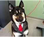 Small #3 German Shepherd Dog-Siberian Husky Mix