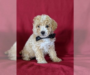 Maltipoo-Poodle (Miniature) Mix Puppy for sale in LINCOLN UNIV, PA, USA