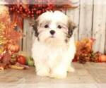 Small Photo #1 Mal-Shi Puppy For Sale in MOUNT VERNON, OH, USA