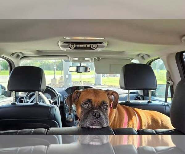 Medium Photo #7 Boxer Puppy For Sale in Burnsville, MN, USA