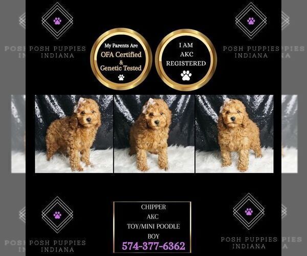 Medium Photo #82 Poodle (Toy) Puppy For Sale in WARSAW, IN, USA