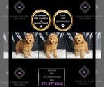Small Photo #82 Poodle (Toy) Puppy For Sale in WARSAW, IN, USA
