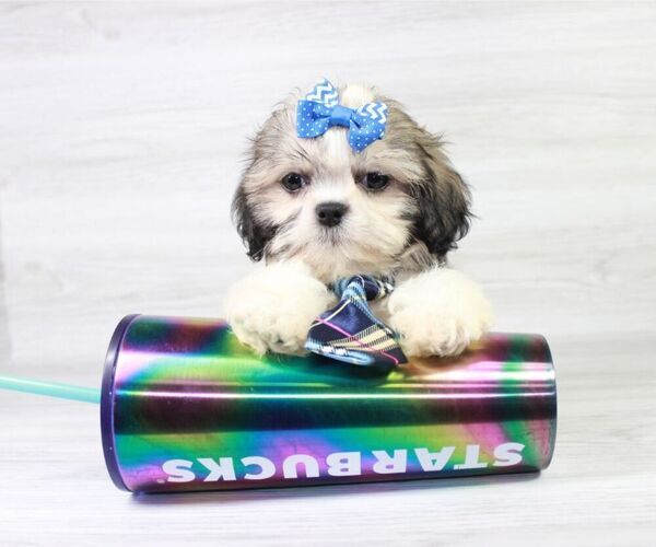 Medium Photo #10 Shih Tzu Puppy For Sale in LAS VEGAS, NV, USA