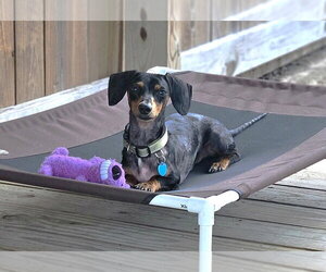 Prospect Pete LA - Male Dachshund Dog for Adoption - Photo #5