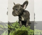 Small #1 Faux Frenchbo Bulldog