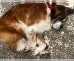 Small Photo #3 Saint Bernard-Unknown Mix Puppy For Sale in Princeton, MN, USA