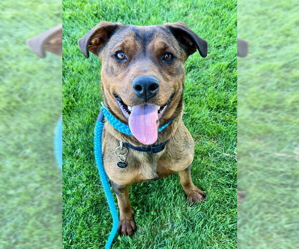 Medium Photo #1 Rottweiler-Unknown Mix Puppy For Sale in Sacramento, CA, USA