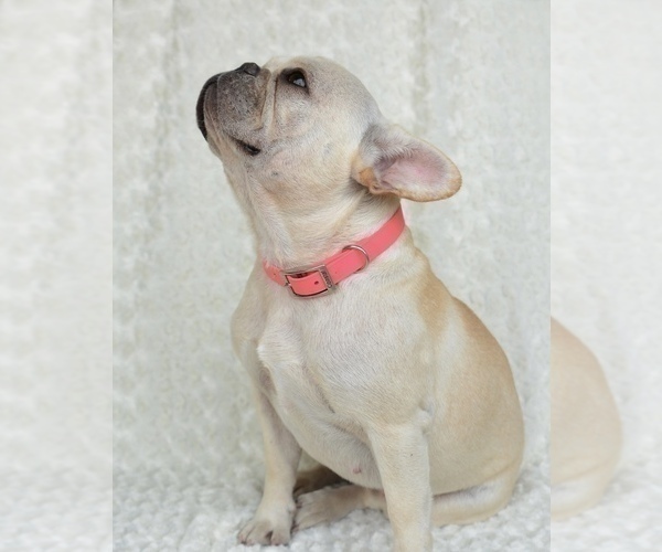 Medium Photo #1 French Bulldog Puppy For Sale in HUDSONVILLE, MI, USA