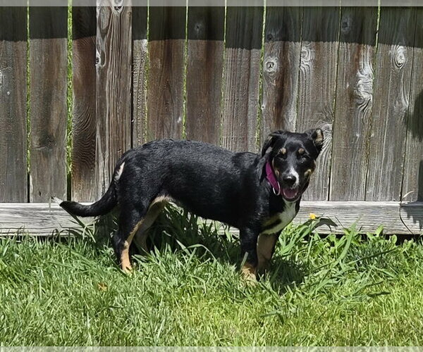 Medium Photo #1 American Rat Pinscher Puppy For Sale in Virginia Beach, VA, USA