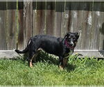 Small American Rat Pinscher
