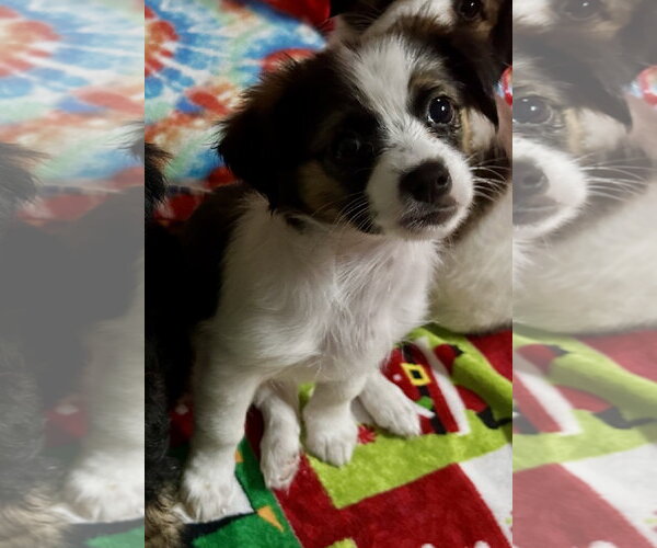 Medium Photo #3 Pekalier Puppy For Sale in Valrico, FL, USA