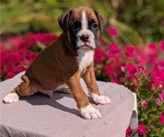 Small Photo #76 Boxer Puppy For Sale in GOSHEN, IN, USA