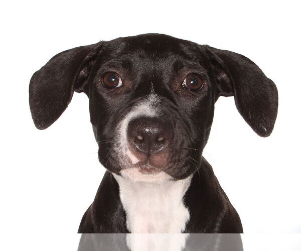 Medium Photo #1 Labrador Retriever-Unknown Mix Puppy For Sale in Oakland Park, FL, USA