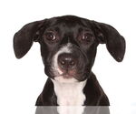 Small Labrador Retriever Mix