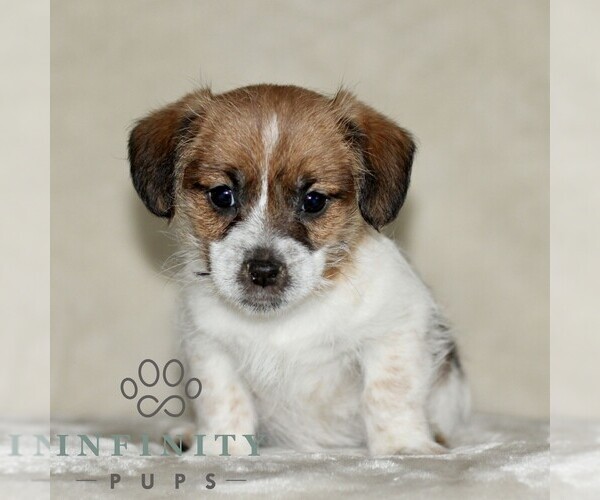 Medium Photo #1 Jack Russell Terrier-ShihPoo Mix Puppy For Sale in GORDONVILLE, PA, USA