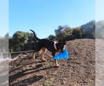 Small #2 German Shepherd Dog