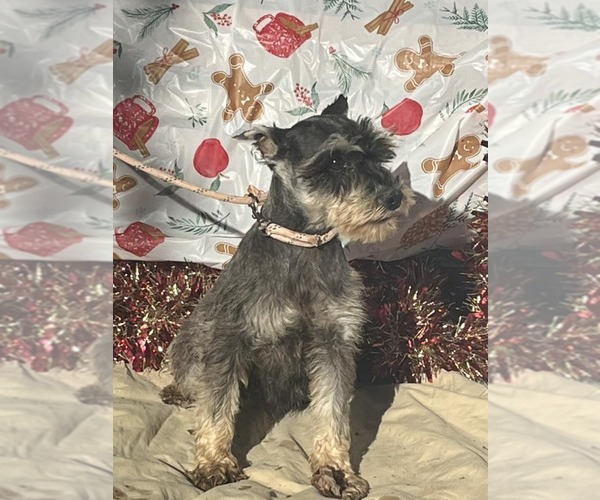 Medium Photo #1 Mutt Puppy For Sale in HOPKINSVILLE/PRINCETON, KY, NH, USA