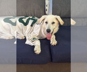 Mutt Dogs for adoption in Candler, NC, USA
