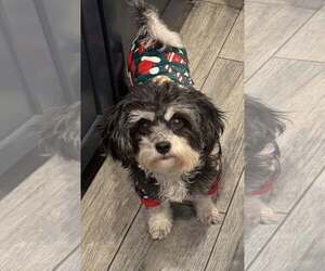 Shih Tzu Dogs for adoption in Bon Carbo, CO, USA