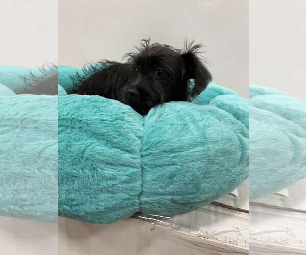 Medium Photo #3 Mutt Puppy For Sale in Pipe Creek, TX, USA