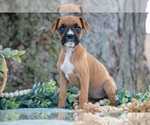 Small #4 Boxer
